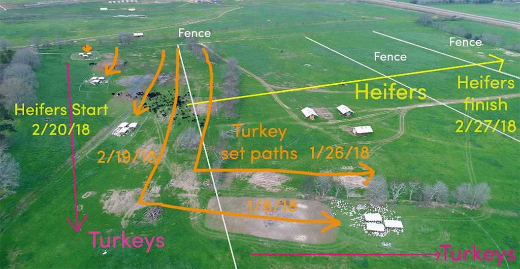 Rotational grazing schedule and overlap of species at White Oak Pastures.