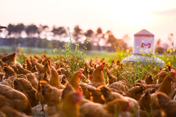 laying hens free range on pasture for pasture raised eggs regenerative agriculture 