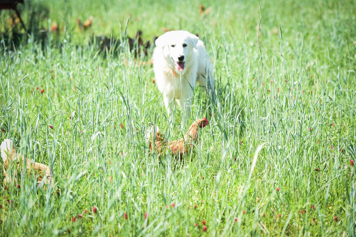 livestock guardian dog laying hen