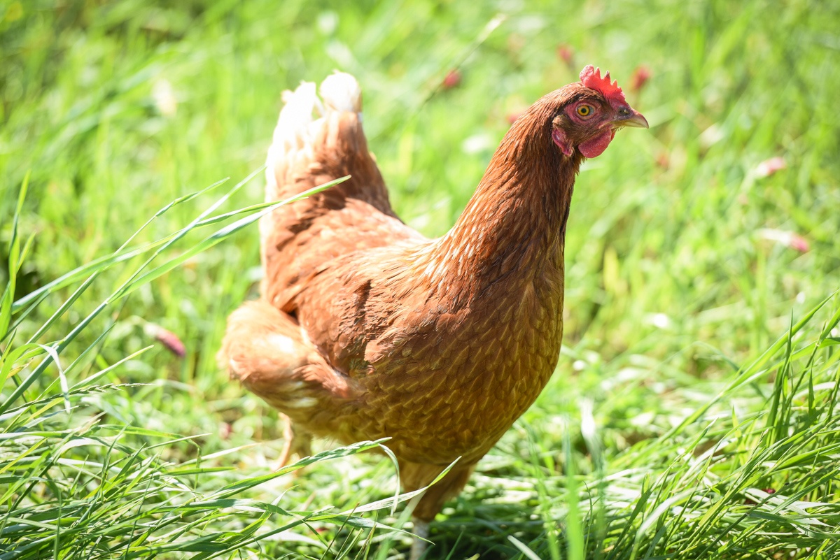 hens forage and scratch the soil contribute to regenerating the soil