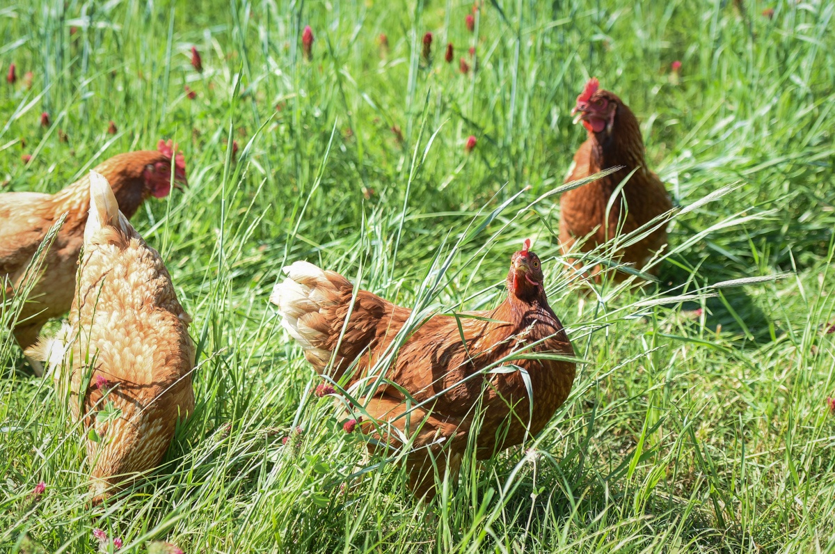 Pastured Chicken Eggs: What's in your yolk?