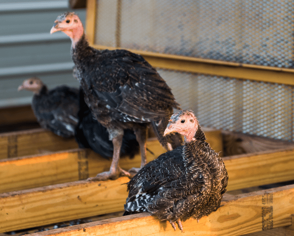 Turkeys wake up in their new coop at White Oak Pastures