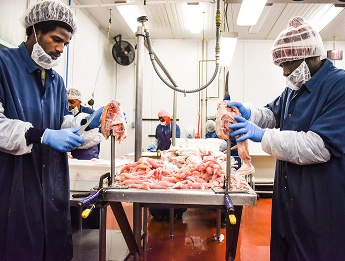 Nathaniel working in poultry plant butchering pastured non GMO chicken