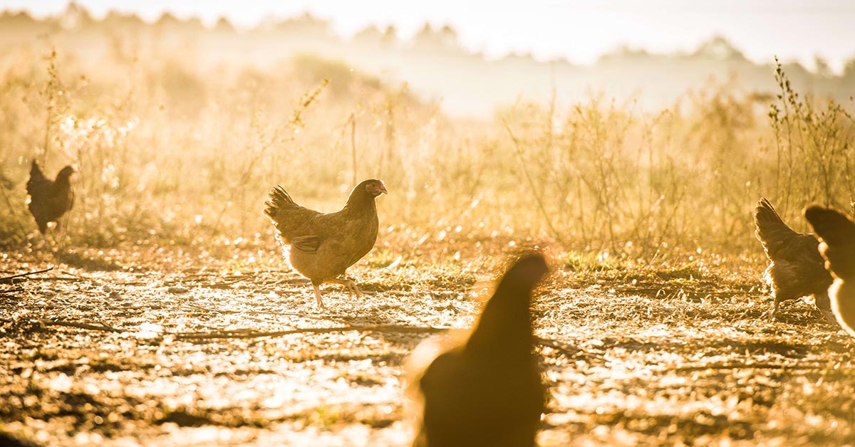 pasture raised chicken in pasture