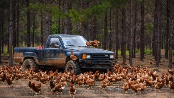 pasture raised chickens at White Oak Pastures surrounding truck - Edited
