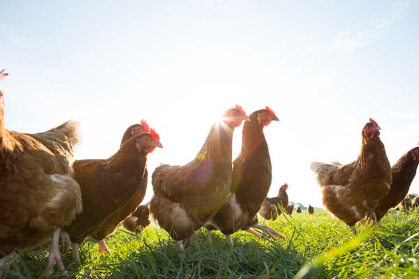 pasture-raised-chickens