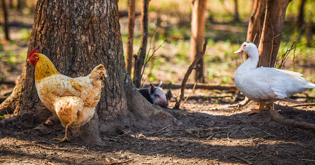 pasture-raised-hog-chicken-duck