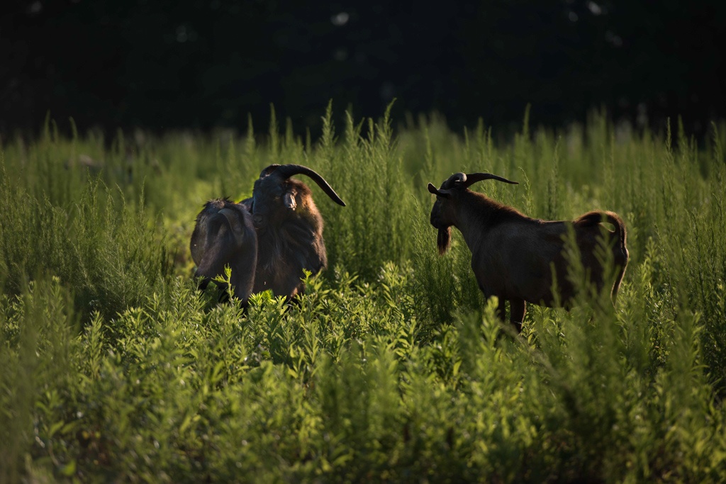 goats in our regeneratively managed pastures