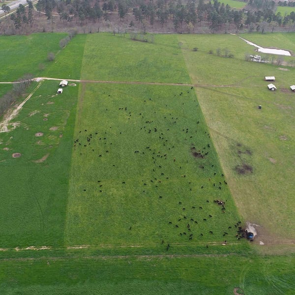 Cattle being used to regenerate formerly industrial degraded cropland.