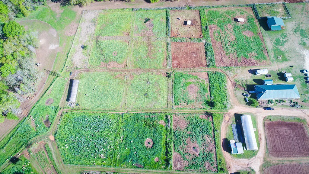 an example of animal impact in our old garden paddocks