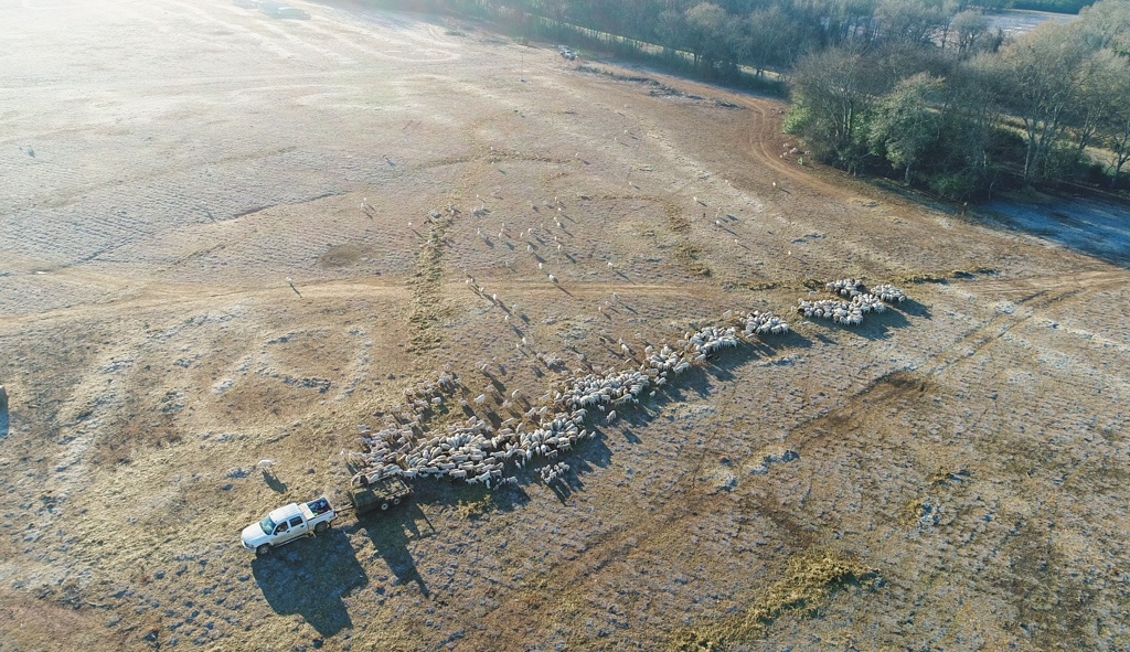 Sheep feeding in the winter