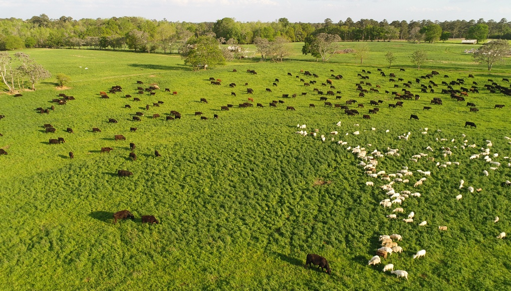 sheep grazing with bulls on fresh pasture planned grazing holistic land management multi species grass-fed meat