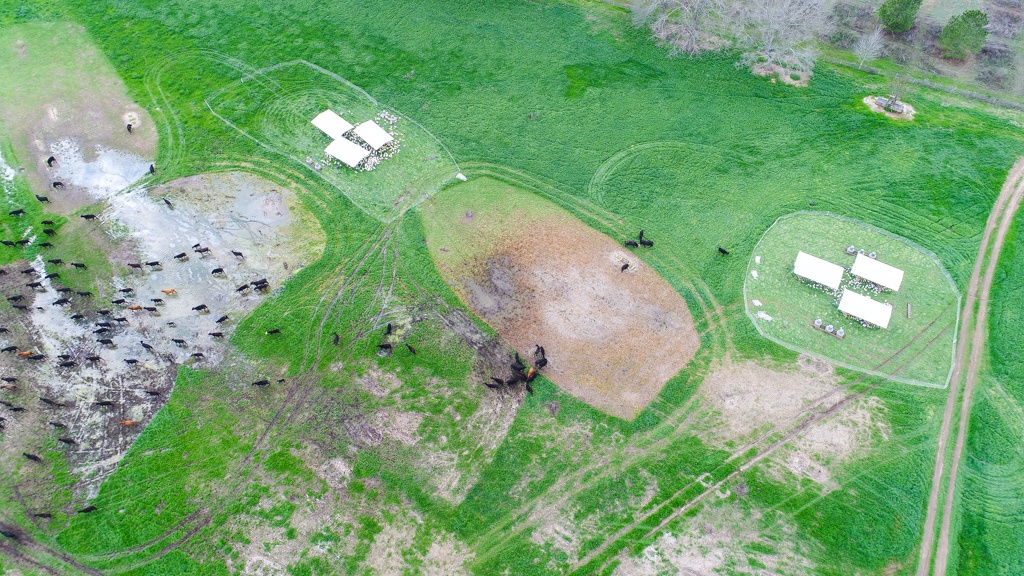 An aerial view of the impact our pastured turkeys and grass-fed cattle have on White Oak Pastures