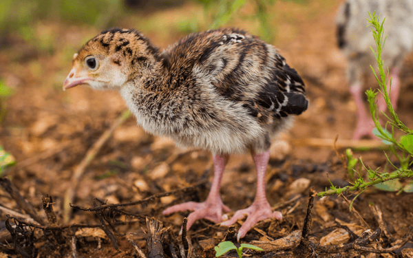 Tiny fluffy baby turkey chick at White Oak Pastures