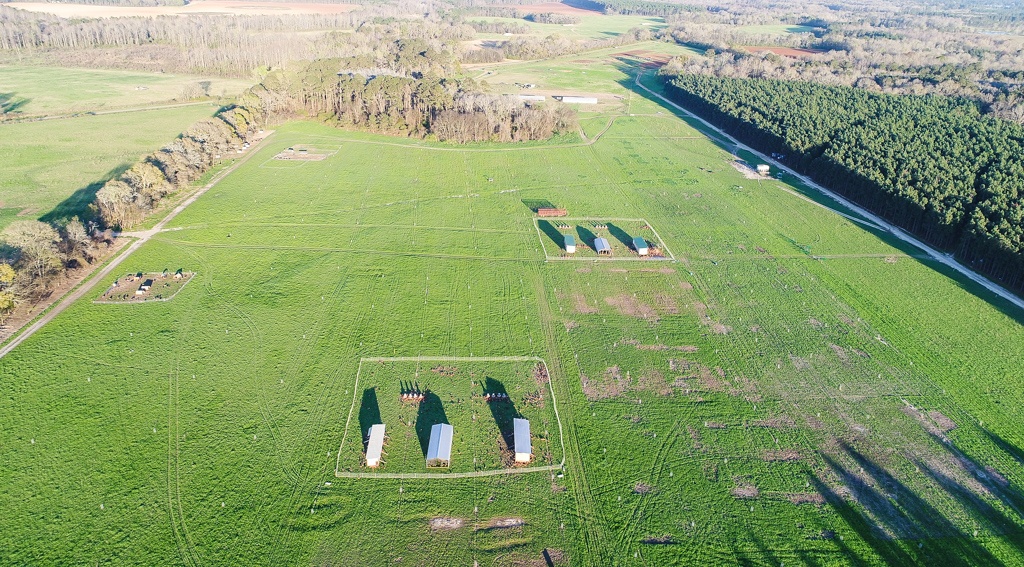 laying hens on pasture from an aerial view