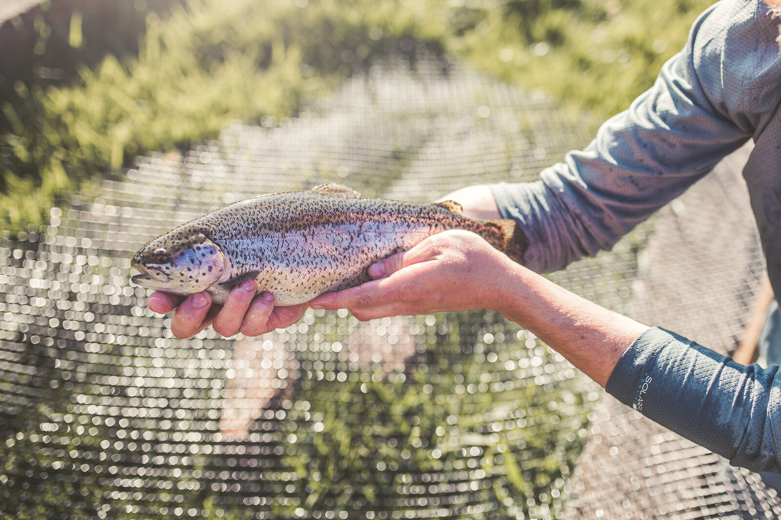 trout1