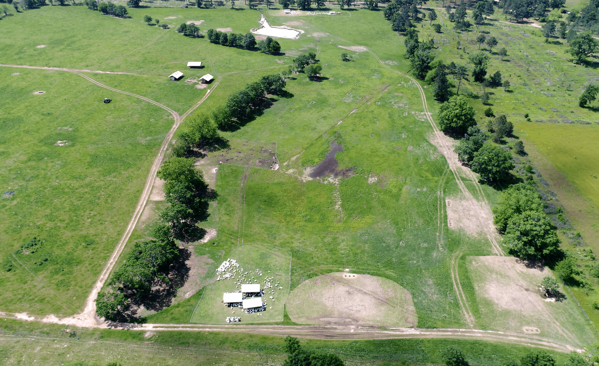 turkey in pasture