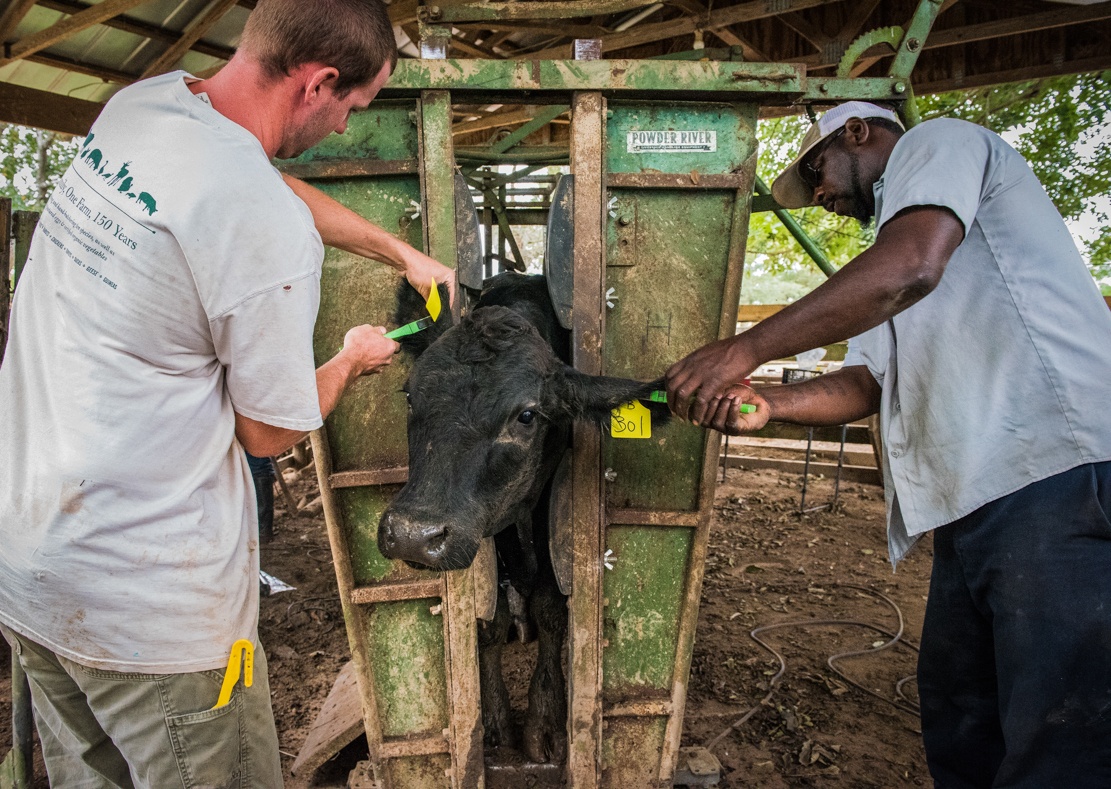 walt and John ear-tagging heifers