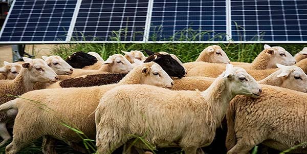 welcome-email-2-solar-sheep