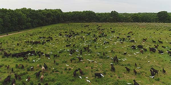 welcome-email-pasture-cattle-birds