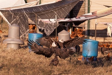 white-oak-pastures-bald-eagles-10-6