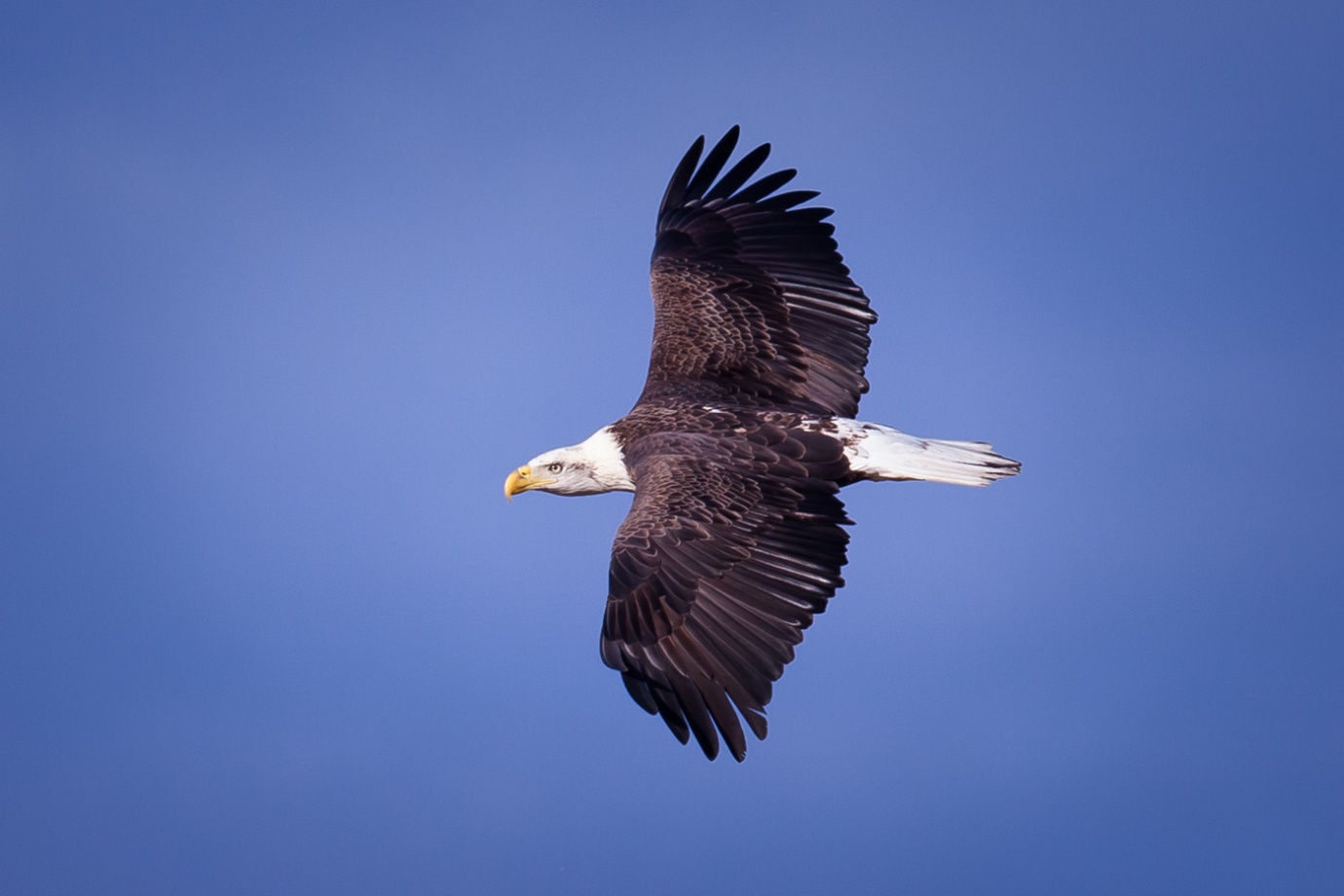 white-oak-pastures-bald-eagles-105