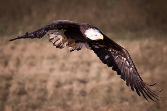 white-oak-pastures-bald-eagles-123.jpg