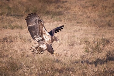 white-oak-pastures-bald-eagles-81 (1)