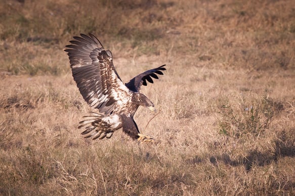 white-oak-pastures-bald-eagles-81.jpg