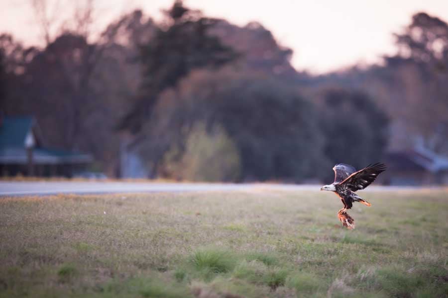 white-oak-pastures-bald-eagles