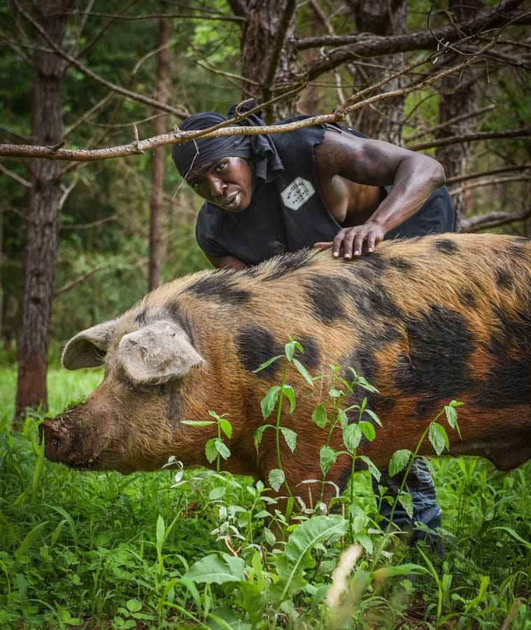 white-oak-pastures-hog-crew