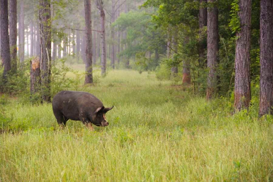 white-oak-pastures-hog