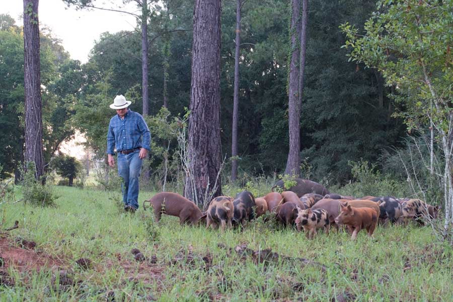 white-oak-pastures-piglets