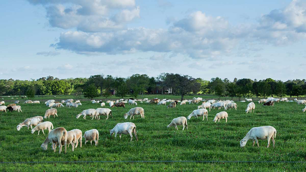 white-oak-pastures-silicon-ranch-regenerative-energy-sheep-pasture-raised