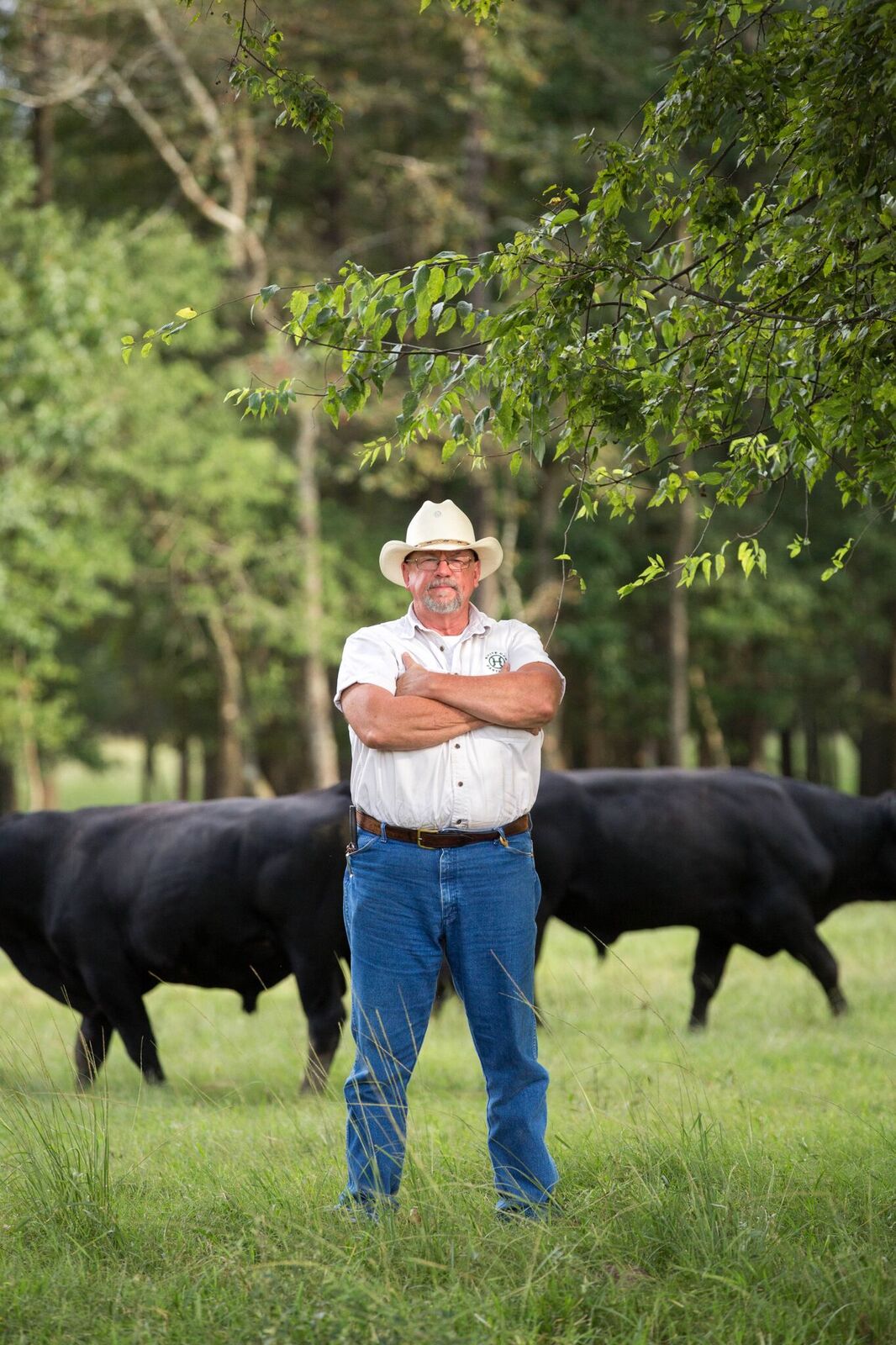 Will Harris with bulls at White Oak Pastures