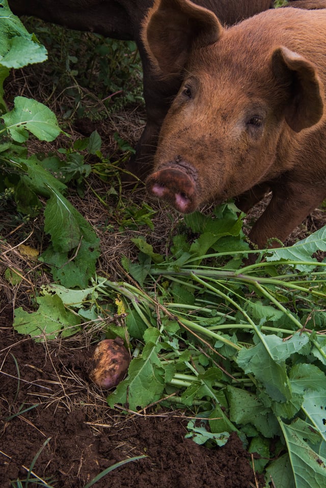 woodlotpiglets-0898.jpg