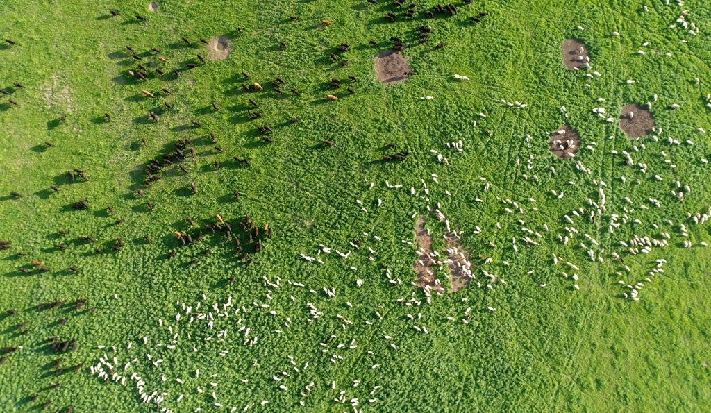 sheep and bull calves multispecies grazing 