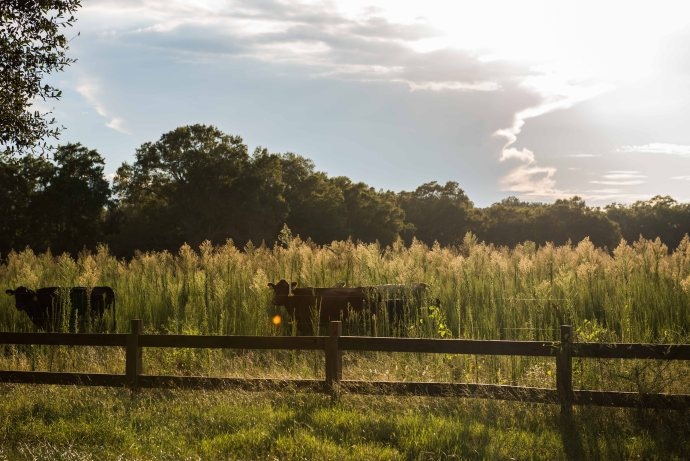 Heifer_Sunrise_8_30_2016-1684.jpg