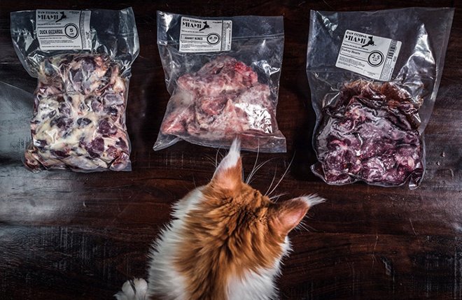 Cat looking at bags of frozen raw food including White Oak Pastures duck gizzards and turkey hearts