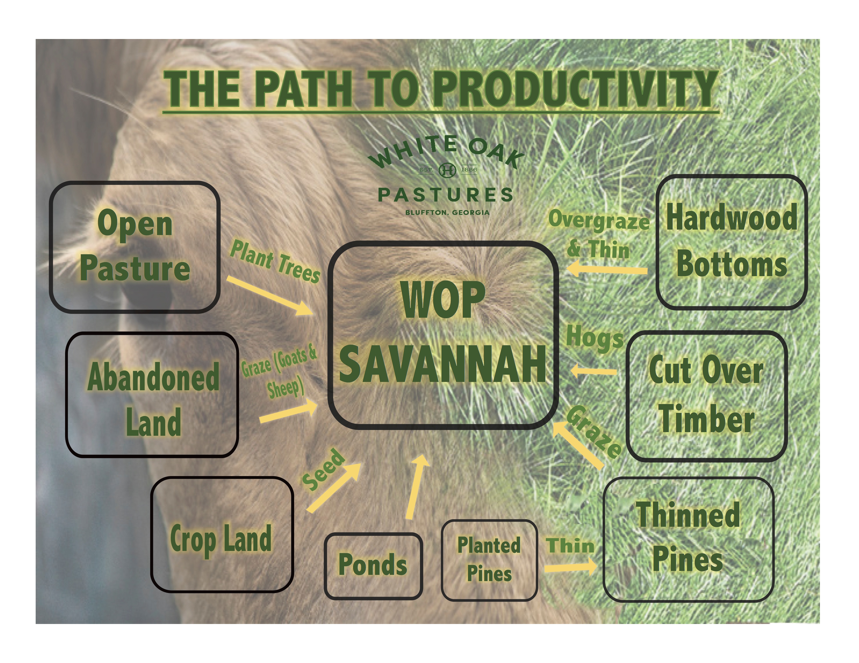 Regenerative Agriculture Path To Productivity