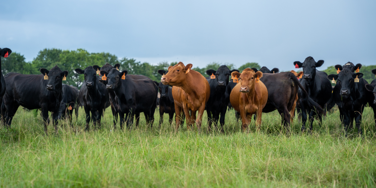 Free Range vs. Pasture-Raised: What's the Difference?