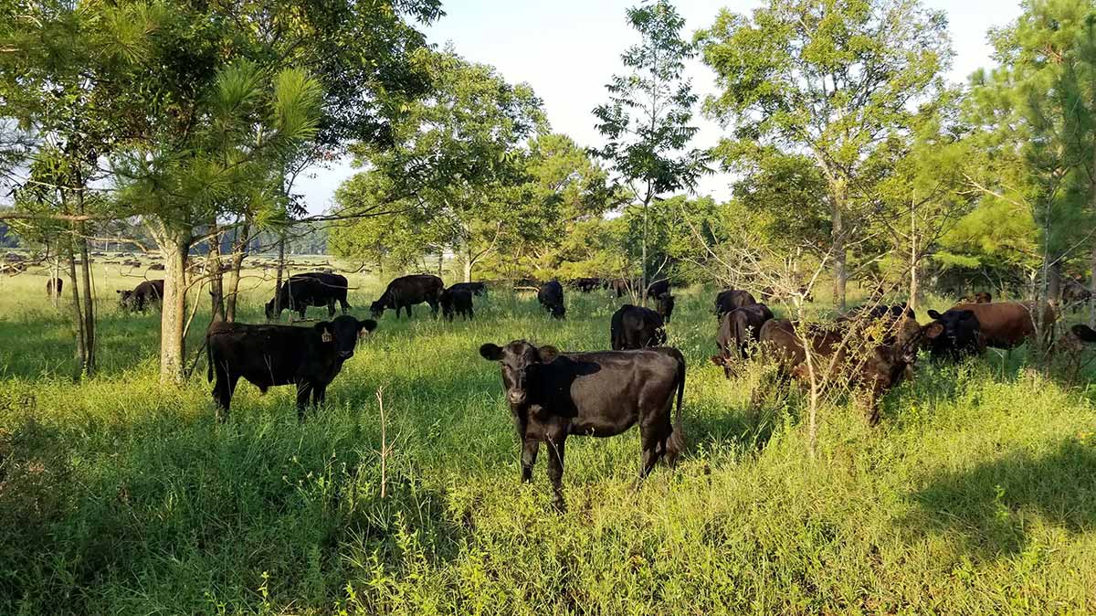 cattle in pasture grassfed 16-9